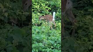 Baby deer taking a poo🦌 deersighting deerwatching deer [upl. by Bridwell172]