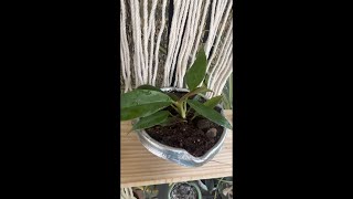 Createwithfunn5738 howtogrowphilodendronplant planter plantlovershortvideo shorts gardening [upl. by Izogn]