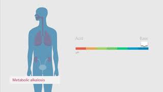 Equilibrio ácido base 3 💉 Amortiguador respiratorio y renal [upl. by Narrad588]