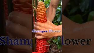 Shampoo Ginger Plant shorts viralvideo facts [upl. by Sawyor527]