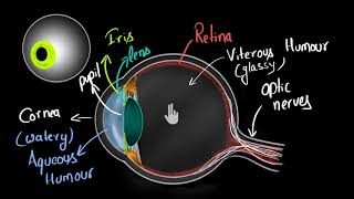 Structure of human eye Hindi  Human eye and the colourful world  Physics  Khan Academy [upl. by Anisamot]