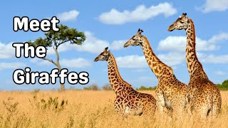 Meet the Giraffes Fun animal adventure and learning for kids [upl. by Arualana80]