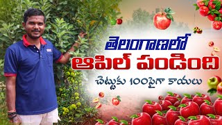 తెలంగాణలో ఆపిల్ పండింది  Apple Cultivation In Telugu  Grafting Apple Farming  Shiva Agri Clinic [upl. by Ysdnil]