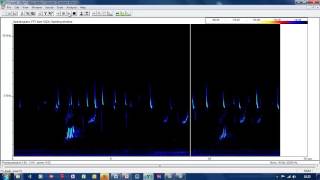 Pipistrelle bat social call [upl. by Ahcarb]