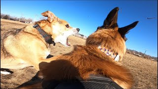 Belgian Malinois Begins Showing Dominant Behavior At Dog Park [upl. by Chong]