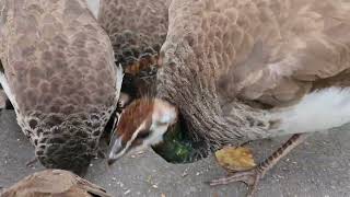 peachicks gwydir castle1 [upl. by Reivilo]