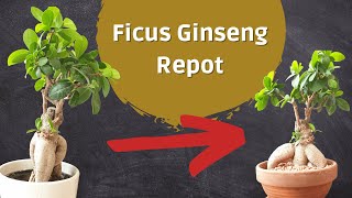 Ficus Microcarpa Ginseng Bonsai  Drastic Repotting [upl. by Llednohs262]