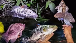 WOW 😱 La Mejor PESCA CON ARPÓN 🐟 Guapotes Tilapias y Blancos [upl. by Lanahtan]