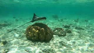 4K Maldives Filitheyo Island Resort house reef snorkeling part 1 Maldives travel snorkeling [upl. by Franky622]