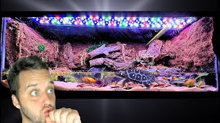 I Turned a 20 Gallon Fish Tank Into a PALUDARIUM [upl. by Fernanda]