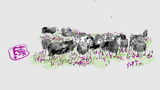 Herd of HERDWICK [upl. by Alegnat]