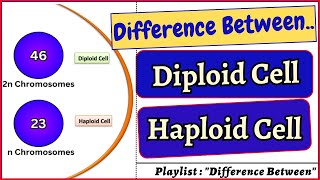 Difference between Diploid Cell and Haploid Cell Diploid haploid cell cells biology bivkedar [upl. by Eusadnilem]