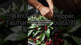 산페퍼 Mountain Pepper Tasmannia lanceolata의 활용법 TOP 3 [upl. by Bluefield981]