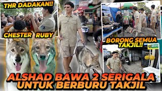 ALSHAD BAWA SERIGALA UNTUK BERBURU TAKJIL  SEMUA ORANG PADA KETAKUTAN [upl. by Yor]