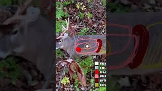 Real time shot placement on a whitetail Our latest video breaks down deer anatomy while bowhunting [upl. by Gleeson]