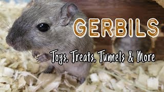 Keep Gerbils From Getting Bored  Environmental Enrichment [upl. by Ailhat576]