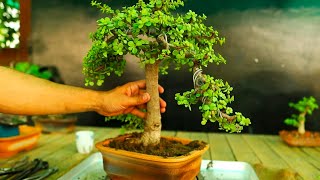 How To Make Jade Plant Bonsai [upl. by Benjamen]