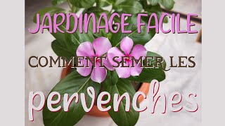 Cours de jardinage Québec🌱 Comment Semer les Pervenches de Madagascar FR QUÉBEC  ENG SUBTITLES [upl. by Latashia]