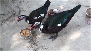 Muscovy Duck Farm For Meat  Make Money From Home  Best Ways [upl. by Coleen]