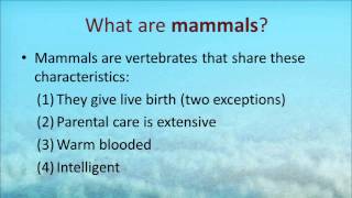 The Biology of Marine Mammals  Palomar College [upl. by Aigil]