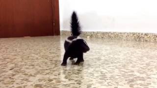 Baby skunk stomping for the first time [upl. by Bilat]