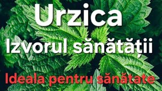 Urzica  Izvorul sanatatii BeneficiiRețetă de urzica și ciuperci [upl. by Tabor250]