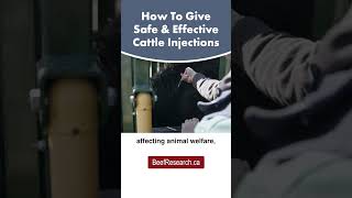 How to provide safe and effective cattle injections beefcattle cattlecare veterinarian [upl. by Strade]