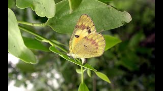 Meswak Salvadora persica mangrove associate plant मिसवाक Best plant for oral hygiene [upl. by Femmine]