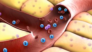 How insulin works [upl. by Holub]