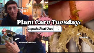 Plant Care Tuesday Begonia Plant Care [upl. by Gilberto]