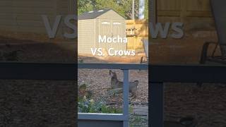 Mocha VS Crows [upl. by Polito]