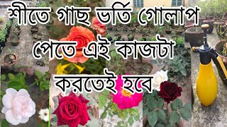 অক্টোবর মাসের গোলাপের পরিচর্যাrosecare rooftoppruningplantomycinfungicide [upl. by Anoirb]