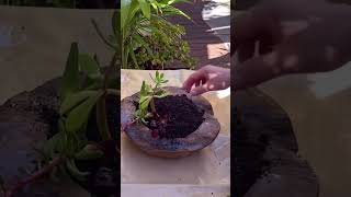 Succulent Flower Planting Tutorial StepbyStep Guide [upl. by Rama]