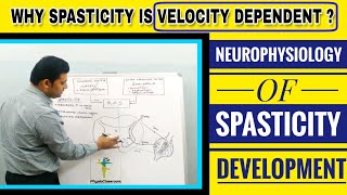 NEUROPHYSIOLOGY OF SPASTICITY DEVELOPMENT MECHANISM OF HYPERACTIVE STRETCH REFLEX [upl. by Sladen]