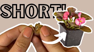 How to Grow Begonias from Seed  shorts [upl. by Aisset]