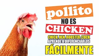 POLLITO NO ES CHICKEN [upl. by Hoskinson]