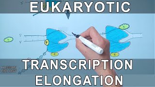 Transcription Elongation in Eukaryotes [upl. by Hildegaard30]