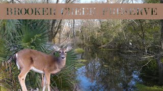 Hiking at Brooker Creek Preserve [upl. by Einnaj]