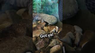 Watch this Hellbender eat hellbender battelledarbycreek salamander metroparks bigdarbycreek [upl. by Auohp]