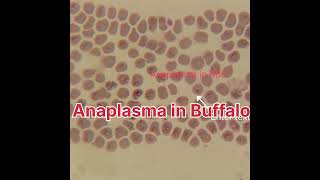 Anaplasma in RBC Blood Protozoa in Buffalo Blood Protozoa in Animal [upl. by Ahsyek]