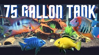 Top 5 Cichlid Tank Setups for a 75 Gallon Aquarium [upl. by Akiam414]