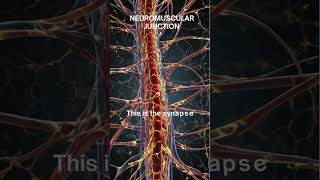 quotAcetylcholine The Neurotransmitter That Triggers Muscle Contractionquot [upl. by Myranda]