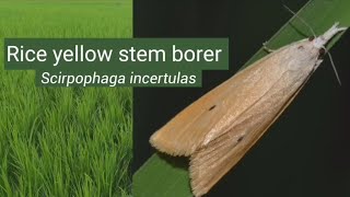 Rice yellow stem borer  Trichogramma  Biological control  Insect pests control insects [upl. by Yecac733]