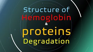 hemoglobin structure and protein degradation [upl. by Randie]