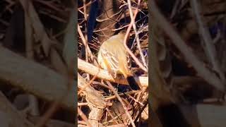 Flycatcher passing through Connecticut bird flycatcher nature wildlife [upl. by Vizza]