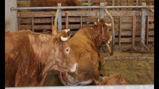 Systeme de logettes en vaches allaitantes  Chambre dagriculture de la Corrèze [upl. by Benjie54]