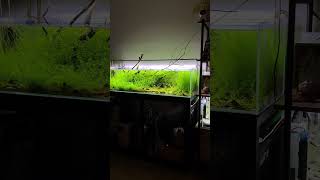 Minimalist Aquascapes A Refreshing Sight to Behold aquarium tropicalfish aquacape [upl. by Nerak]