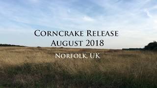 3 Conservation Corner  Corncrake release August 2018  Pensthorpe Conservation Trust [upl. by Holmann]