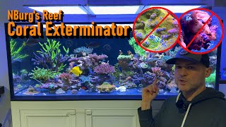 How to Kill Pest Corals for Good [upl. by Linden21]