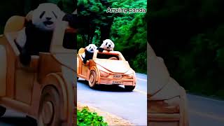 Panda enjoy animals panda adorablepanda babyanimals [upl. by Ollehto]